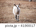 4190017