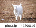 4190019
