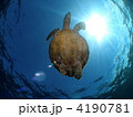 ウミガメ