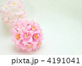 さくら