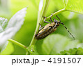 クワカミキリ