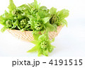 フキノトウＡ