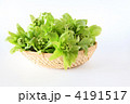 フキノトウＣ