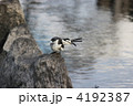 ハクセキレイ