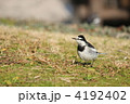 ハクセキレイ