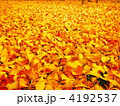 イチョウの絨毯