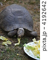 カメの食事