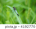 塩辛蜻蛉　葉っぱの上で一休み。