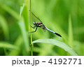 塩辛蜻蛉　しがみ付いて休憩中。