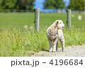 4196684