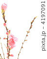 桃の花の背景イメージ