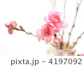 桃の花の背景イメージ
