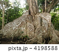 サキシマスオウノキの板根　3