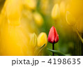 水滴の付いたチューリップ