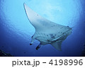 石垣島石崎のマンタ