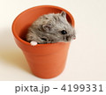 植木鉢からこんにちわ