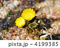 福寿草