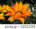 ガザニアの花