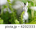 シマウマ
