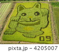 稲で描いた田んぼアート