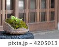 早春の玄関