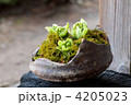 ふきのとうの苔玉