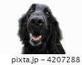 4207288