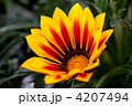 ガザニアの花
