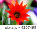 ガザニアの花