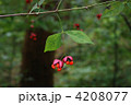 ツリバナ果実
