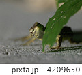 葉陰のカナヘビ
