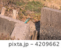 水辺に止まるカワセミ