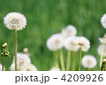 わたぼうし