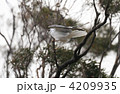 カタグロトビ