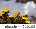 3月　フクジュソウ・キンポウゲ科90