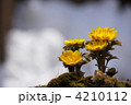 3月　フクジュソウ・キンポウゲ科92