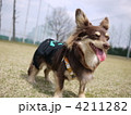 笑顔満天の犬