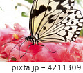 蜜を吸うオオゴマダラ