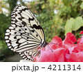 蜜を吸うオオゴマダラ