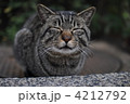 4212792
