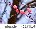 3月　コウバイ・バラ科72