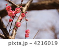 3月　コウバイ・バラ科75