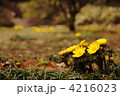 3月　フクジュソウ・キンポウゲ科93