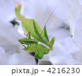 キリギリス