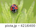 テントウムシ