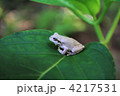 白い蛙