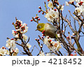 小菅西公園のメジロと白色の梅の花