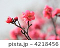 小菅西公園の濃いピンク色の花の紅梅
