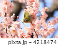 東御苑のメジロと淡いピンク色の梅の花