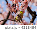 東御苑のメジロと淡いピンク色の梅の花